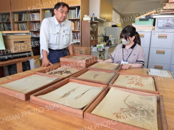 ８７年前の植物標本発見　浦幌小学校理科室で