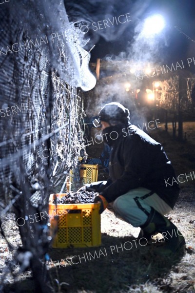 氷点下の中　アイスワイン用ブドウ手摘み　池田