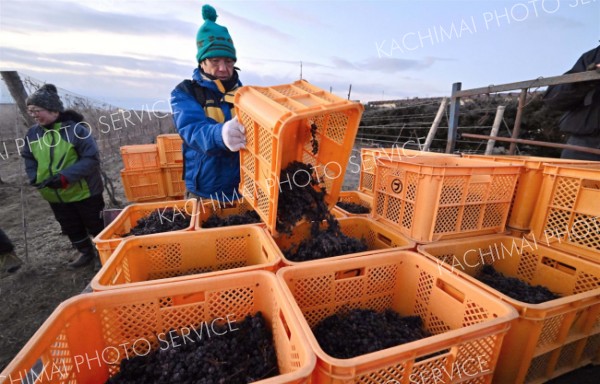 氷点下の中　アイスワイン用ブドウ手摘み　池田 5