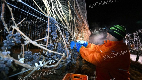 氷点下の中　アイスワイン用ブドウ手摘み　池田 10