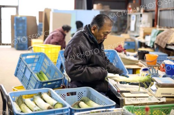 竹中農場の西洋野菜「リーキ」～音更【先読み新年号】