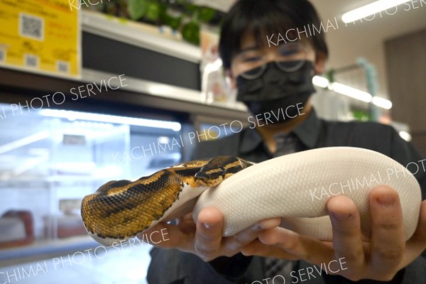 ヘビどう飼う？ペットワールドプロックス音更店に聞く～先読み新年号