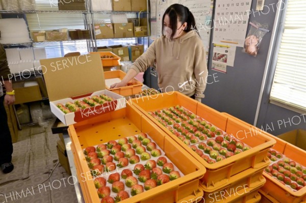 「スイーティー・アマン」の商品名で菓子店やスーパーに出荷する