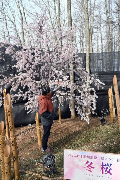 造花をまとい満開となった“冬桜”