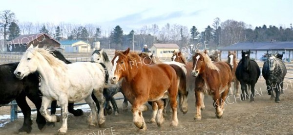 土を蹴り上げて疾走する重種馬（２０日午前１０時ごろ、音更町の家畜改良センター十勝牧場で。塩原真撮影）