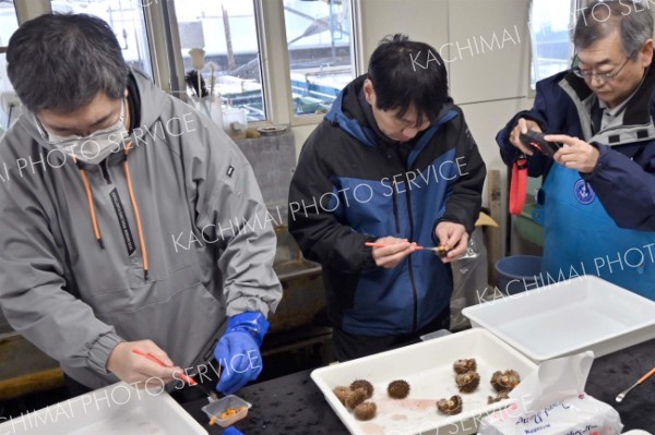 養殖ウニ初出荷　広尾漁協　３年かけて育成、種苗・餌も完全自前