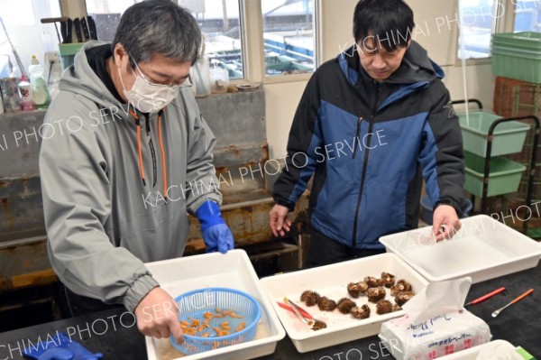 養殖ウニの殻を割り、実入りや品質などを確認する関係者ら