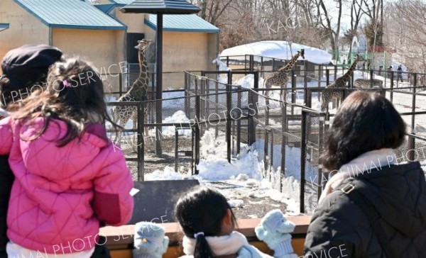 獣舎から外の出されたアミメキリンと来園者（２４日午前１１時２０分ごろ、塩原真撮影）