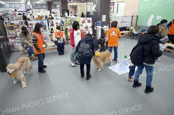 会場の様子。来場者らは犬に触れて癒やしをもらっていた