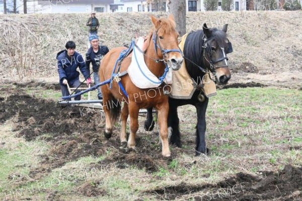 馬に支えられた歴史知って　満寿屋麦音で馬耕体験