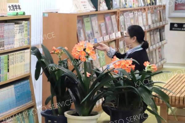 新得図書館でクンシランが見ごろ