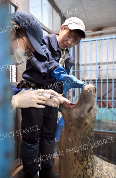 麻酔なしで採血成功「ゴマフアザラシ」～おびひろ動物園のハズトレ（１）