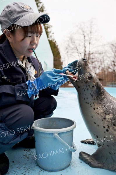 口を開け、大人しくブラッシングされるミナ（塩原真撮影）