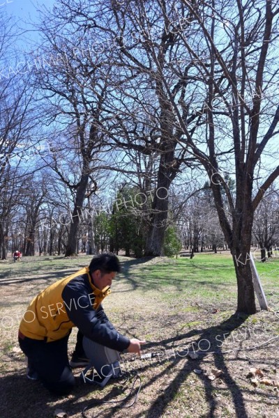 幻想的な夜桜楽しんで　音更鈴蘭公園　今年も２４日からライトアップ