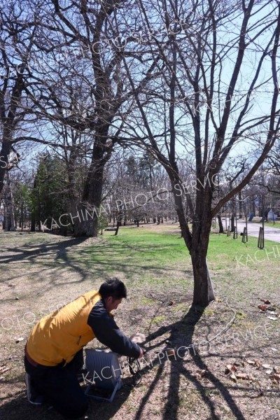 鈴蘭公園内で夜桜ライトアップに向けて準備作業にあたる商工会青年部の米谷部長