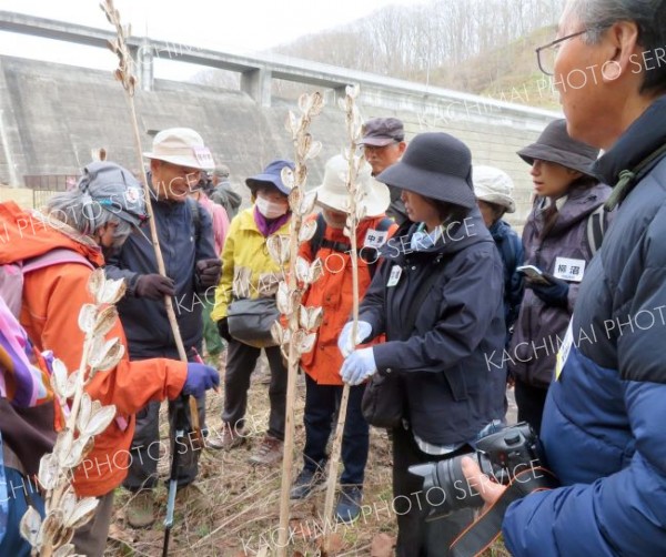 カタクリの姿に感動　中札内で野草観察会