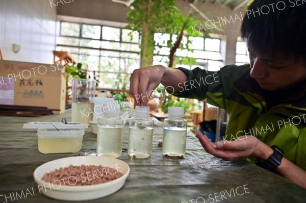 植物プランクトンが入った池の水にセラミックボールを投入
