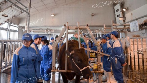 受精卵移植講習、初めて肉牛で　帯広農業高校　「よりよい子牛を」 2