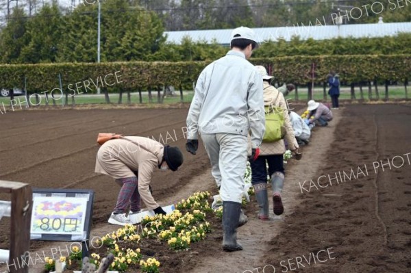 帯広農高生が手塩の花苗、住民に人気　生徒ら接客し販売会 5