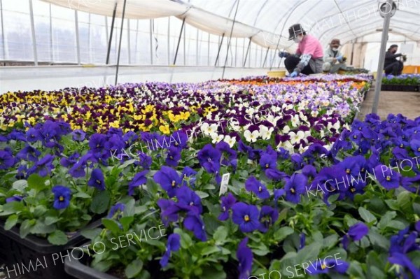 花や野菜苗お買い得　１０日に芽室で販売、鉢植え体験も　シニアワークセンター