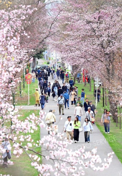 満開のサクラを見に訪れた来園客でにぎわう帯広市の緑ケ丘公園（４日午前１１時２０分ごろ、塩原真撮影）