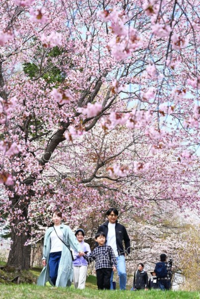 満開のサクラを見ようと多くの親子連れらが訪れた帯広市の緑ケ丘公園（４日午前１０時半ごろ、塩原真撮影）