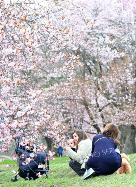 満開のサクラを見ようと多くの親子連れらが訪れた帯広市の緑ケ丘公園（４日午前１０時半ごろ、塩原真撮影）