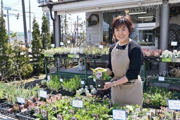 スカビオサをおすすめするグリーンギャラリー華染の店員