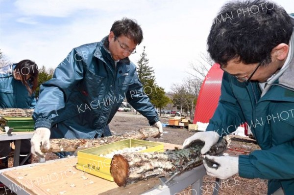 植菌作業を行う帯開建の職員ら