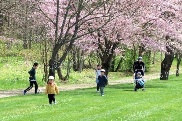 堤防沿いのサクラが見頃　佐幌川左岸公園　新得