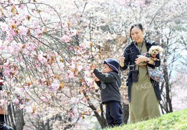 桜、さくら、サクラ～本紙カメラマンの写真・空撮動画特集２０２５