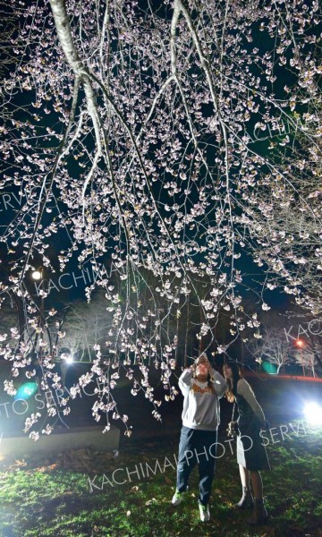 ライトに照らされ漆黒の夜空に浮き上がるサクラ（４月３０日、音更町鈴蘭公園で。塩原真撮影）