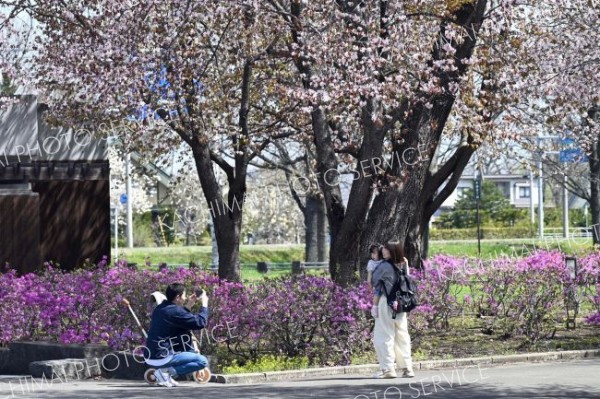 サクラとツツジが競い合うかのように満開となった（６日、芽室公園で。須貝拓也撮影）