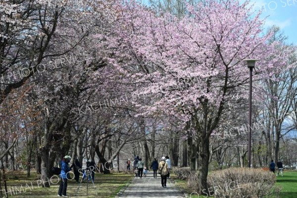 満開の桜を見ながら散策する来場者（６日、芽室公園で。須貝拓也撮影）