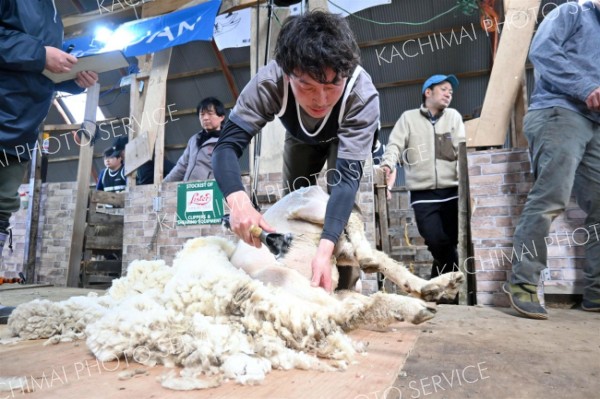 羊の毛刈り技術を競うＪａｐａｎ　Ｓｈｅａｒｓのジュニア部門で優勝した宮野さん