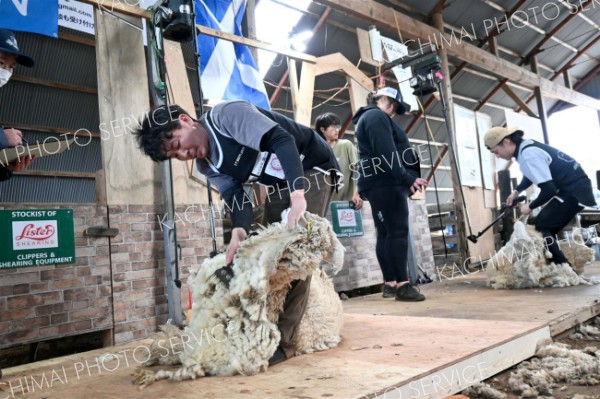 羊の毛刈り技術を競う大会。手前がジュニアクラスで優勝した宮野さん
