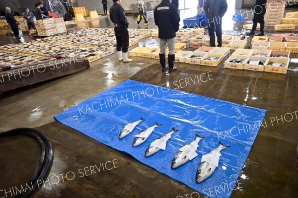 初日の時サケ５匹、タラなどは堅調　広尾・春定置網漁スタート