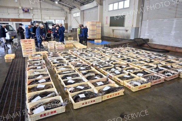 春の定置網漁で水揚げされる魚類が集まる市場内
