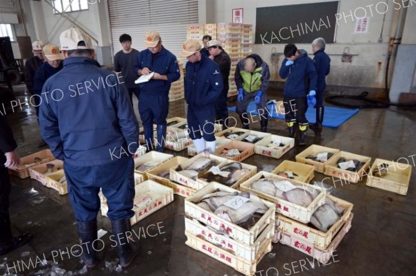 春の定置網漁で水揚げされる魚類が集まる市場内
