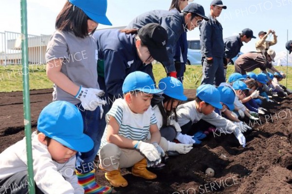 清水のこども園でジャガイモ植え　清水高校の生徒が指導