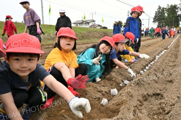 早く大きくなってね　地域特産のナガイモ、帯広川西小児童が植え付け