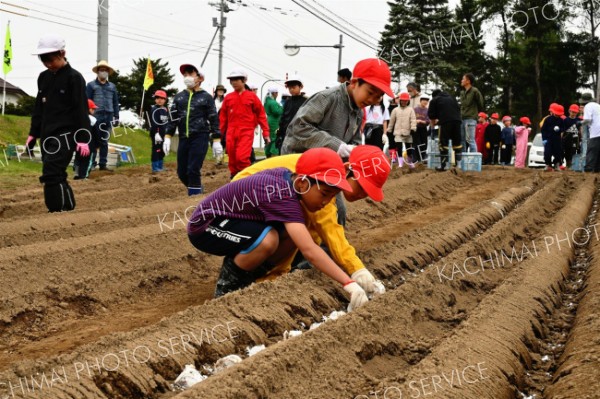 ナガイモの種イモを植える児童たち（金野和彦撮影）
