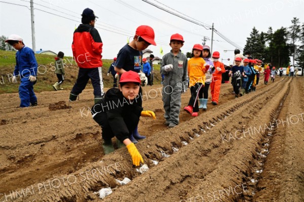 ナガイモの種イモを植える児童たち（金野和彦撮影）