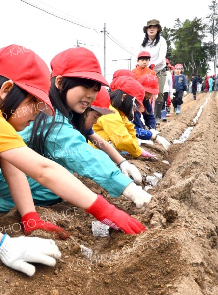 みんなで並んでナガイモの種イモを植える児童（１４日午前１０時１０分ごろ。帯広川西小学校。金野和彦撮影）