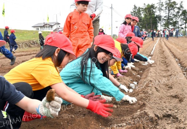 みんなで並んでナガイモの種イモを植える児童（１４日午前１０時１０分ごろ。帯広川西小学校。金野和彦撮影）
