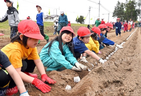 みんなで並んでナガイモの種イモを植える児童（１４日午前１０時１０分ごろ。帯広川西小学校。金野和彦撮影）