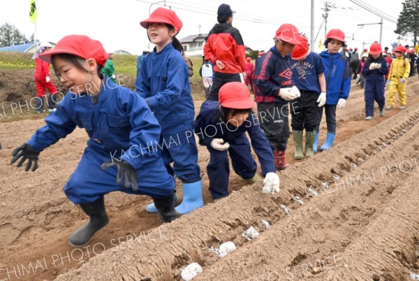 みんなで並んでナガイモの種イモを植える児童（１４日午前１０時ごろ。帯広川西小学校。金野和彦撮影）
