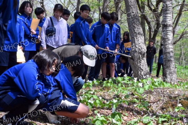 オオバナノエンレイソウの群生地を観察　広尾中１年生