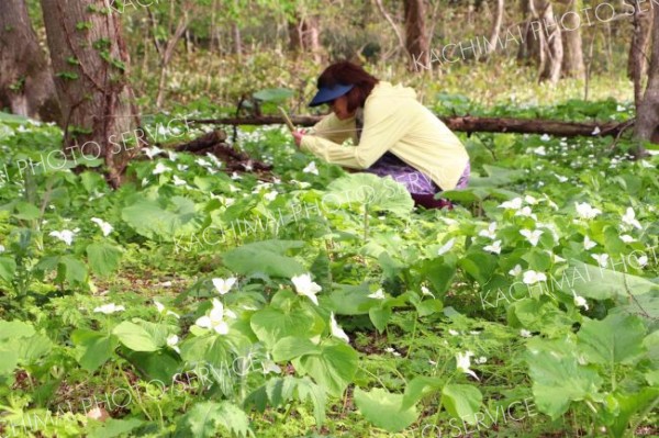 オオバナエンレイソウが見ごろ　新得の町有林