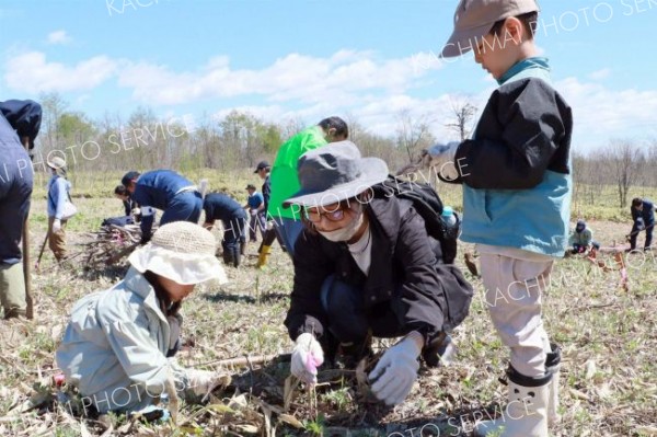 大樹の木「カシワ」４８０本を丁寧に　町民植樹祭